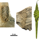 Image for article titled 230-million-year-old teeth reveal sharks' adorable origins